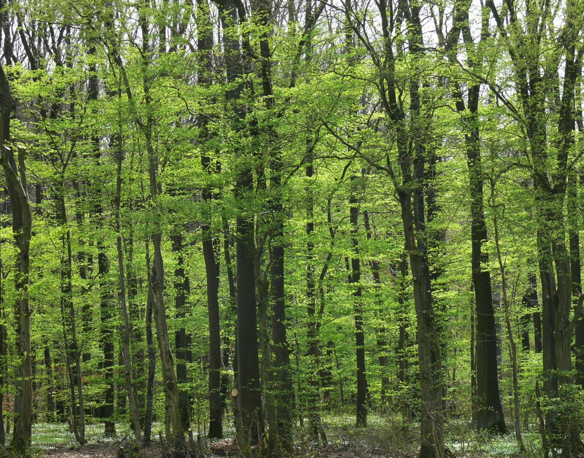 Ferienwohnungen Fischer Strullendorf Buitenkant foto